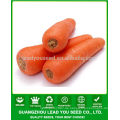JCA01 Luobo hohe Ausbeute fünf Zoll Karotten Samen